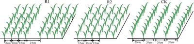 Effects of row spacing on soil nitrogen availability, wheat morpho-physiological traits and radiation use efficiency